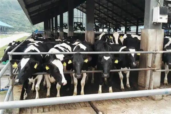 一头奶牛每天的产奶量,平均产奶量为7500-8500公斤