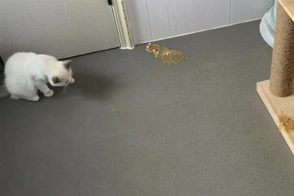 猫咪为什么拉黄水,主要是消化不良、寄生虫感染、细菌性肠胃炎所致