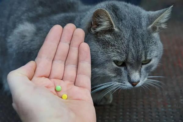 猫咪为什么拉黄水,主要是消化不良、寄生虫感染、细菌性肠胃炎所致