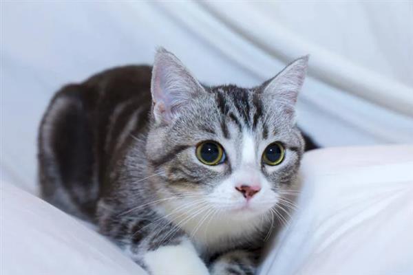 猫咪为什么拉黄水,主要是消化不良、寄生虫感染、细菌性肠胃炎所致