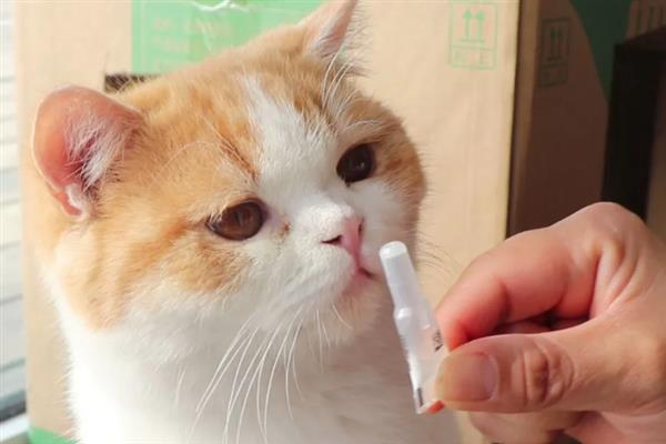 猫咪为什么拉黄水,主要是消化不良、寄生虫感染、细菌性肠胃炎所致