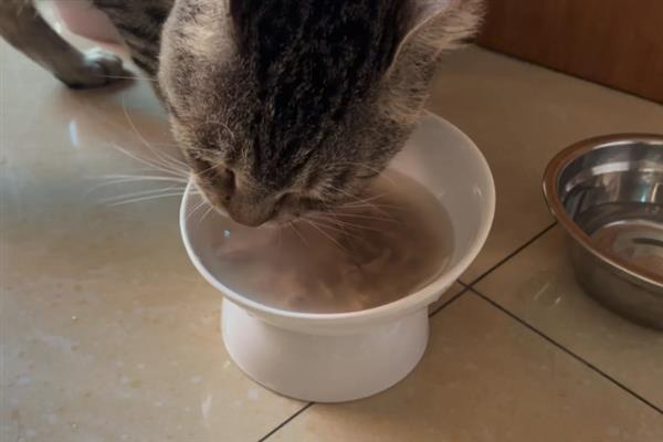 猫咪为什么拉黄水,主要是消化不良、寄生虫感染、细菌性肠胃炎所致