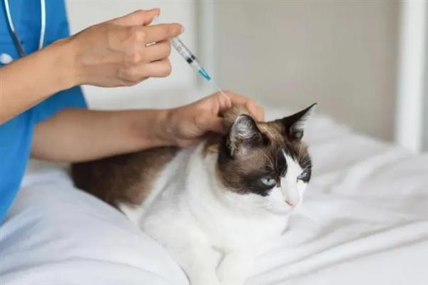 猫咪为什么拉黄水,主要是消化不良、寄生虫感染、细菌性肠胃炎所致