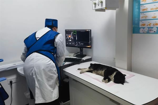 猫咪为什么拉黄水,主要是消化不良、寄生虫感染、细菌性肠胃炎所致