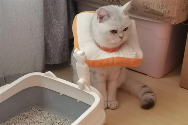 猫咪为什么拉黄水,主要是消化不良、寄生虫感染、细菌性肠胃炎所致