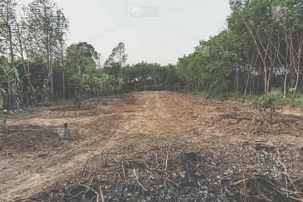 榴莲如何种植，撒播后覆盖薄土