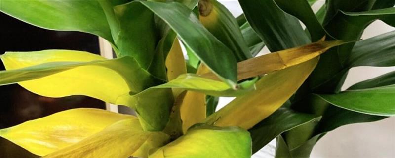 观音竹水培发黄应该添加哪些东西,掺入维生素B12等物质可以改善发黄现象