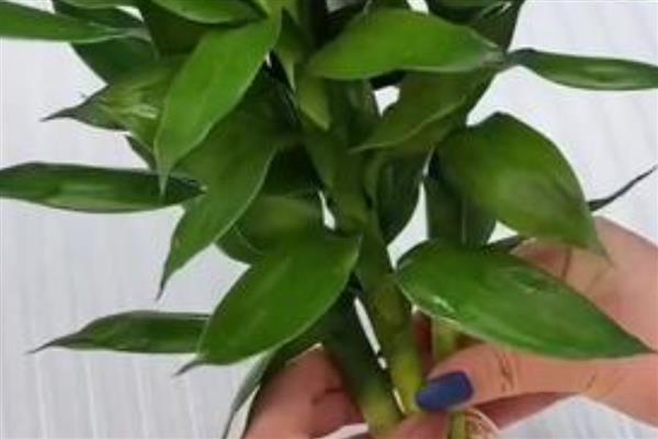 观音竹水培发黄应该添加哪些东西，掺入维生素B12等物质可以改善发黄现象