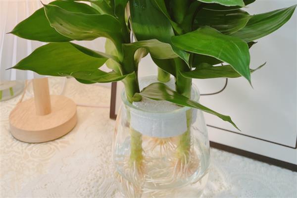 观音竹水培发黄应该添加哪些东西，掺入维生素B12等物质可以改善发黄现象