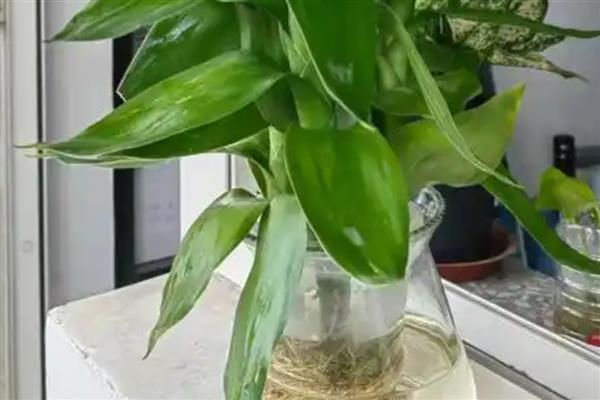 观音竹水培发黄应该添加哪些东西，掺入维生素B12等物质可以改善发黄现象