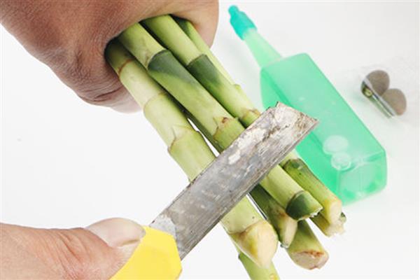 观音竹水培发黄应该添加哪些东西，掺入维生素B12等物质可以改善发黄现象