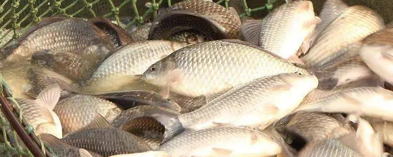鲫鱼的刺多不多,体内有很多小刺