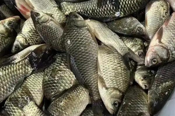 鲫鱼的刺多不多,体内有很多小刺