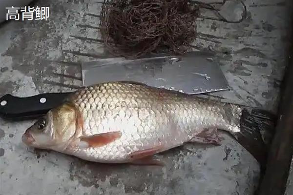 鲫鱼的刺多不多,体内有很多小刺