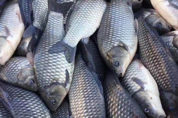 鲫鱼的刺多不多,体内有很多小刺