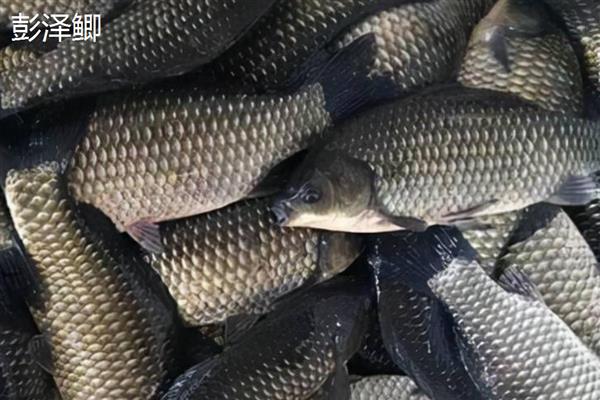 鲫鱼的刺多不多,体内有很多小刺