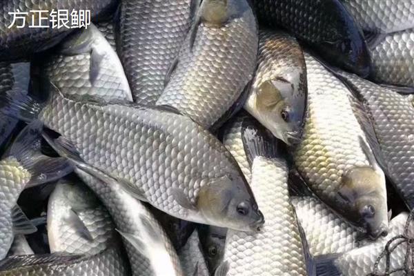 鲫鱼的刺多不多,体内有很多小刺