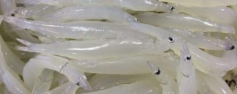 面条鱼简介，学名玉筋鱼