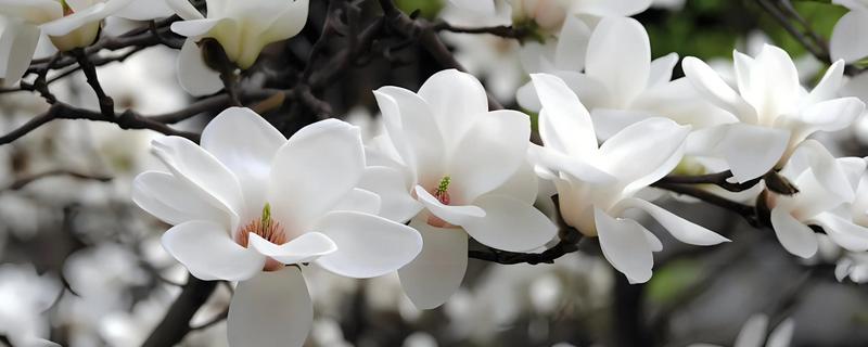 白玉兰的开花时间，一般在4-9月份开放