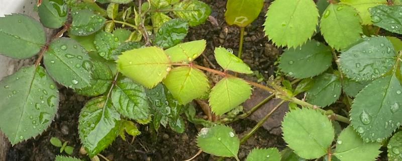 如何扦插玫瑰,涂抹生根粉后再插入土壤并压实