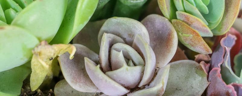 冬天种多肉能不能成活，温度低于10℃便可能死亡