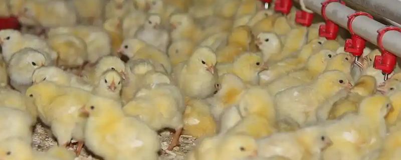 小鸡1到7日龄的喂养方法，1日龄需要对它开水开食