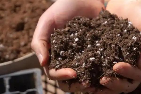 如何扦插玫瑰,涂抹生根粉后再插入土壤并压实