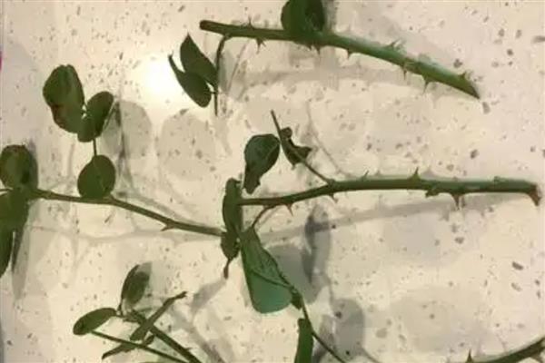 如何扦插玫瑰,涂抹生根粉后再插入土壤并压实