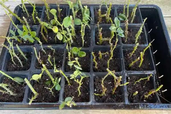 如何扦插玫瑰,涂抹生根粉后再插入土壤并压实