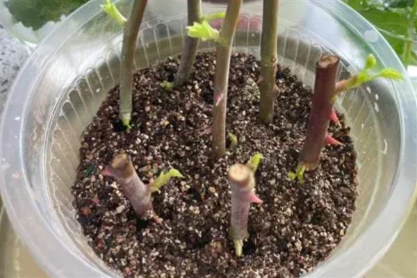 如何扦插玫瑰,涂抹生根粉后再插入土壤并压实