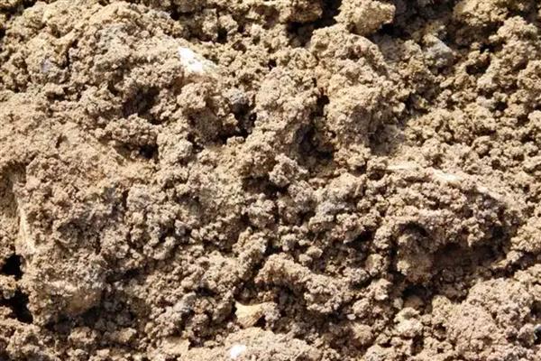 如何扦插玫瑰,涂抹生根粉后再插入土壤并压实