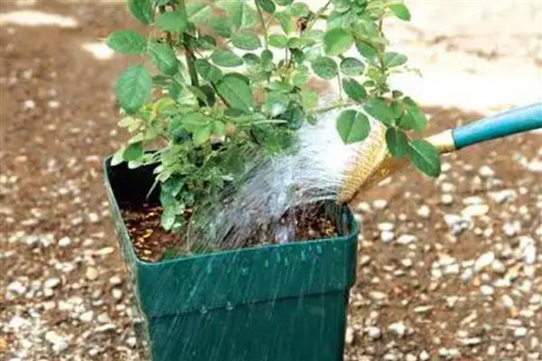 如何扦插玫瑰,涂抹生根粉后再插入土壤并压实