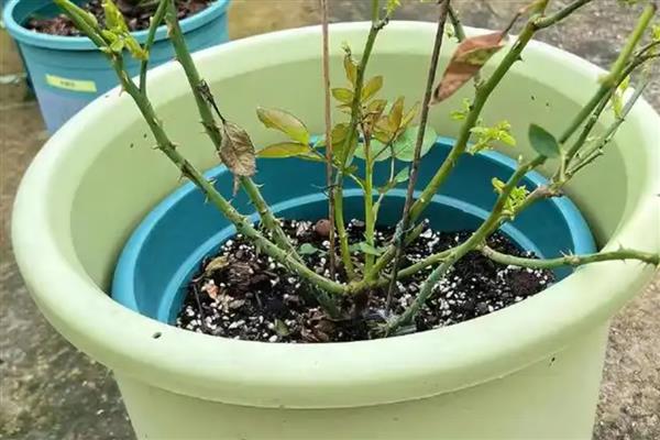 如何扦插玫瑰,涂抹生根粉后再插入土壤并压实