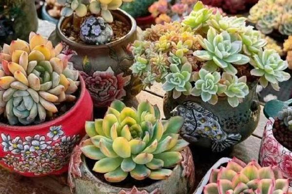 冬天种多肉能不能成活，温度低于10℃便可能死亡