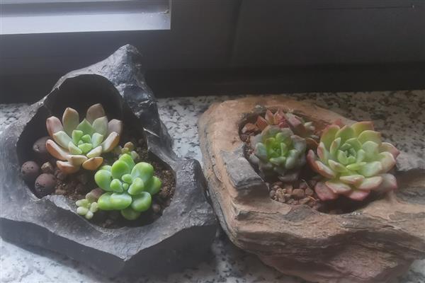 冬天种多肉能不能成活，温度低于10℃便可能死亡