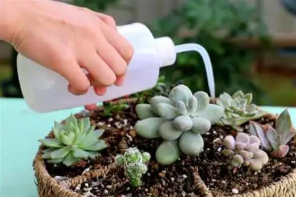 冬天种多肉能不能成活，温度低于10℃便可能死亡