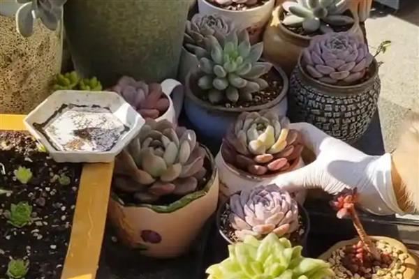 冬天种多肉能不能成活，温度低于10℃便可能死亡