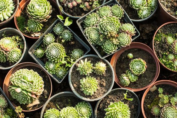 冬天种多肉能不能成活，温度低于10℃便可能死亡