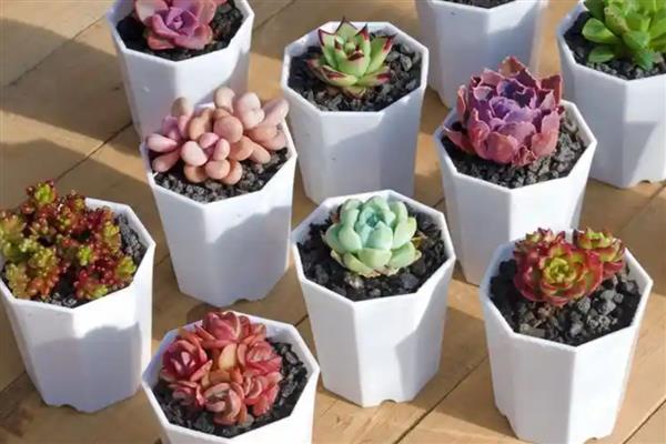 冬天种多肉能不能成活，温度低于10℃便可能死亡