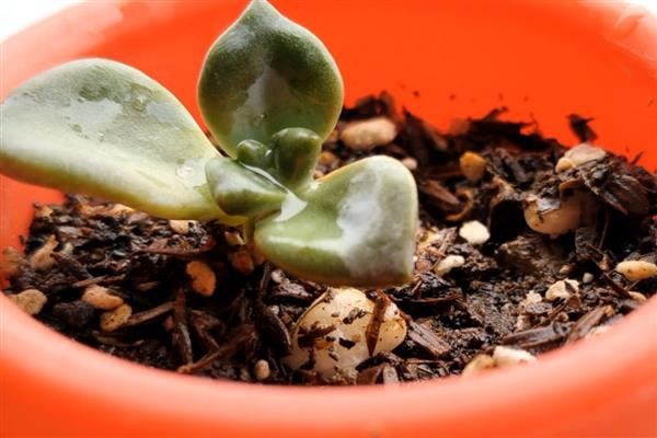 冬天种多肉能不能成活，温度低于10℃便可能死亡