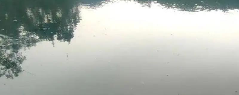 光合菌在水产养殖中有何作用,能起到改良水质、预防疾病等效果