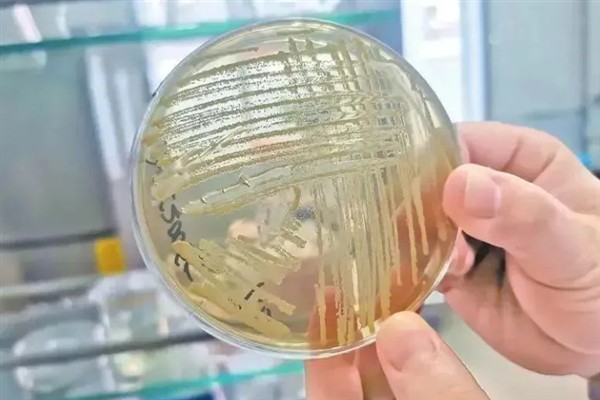 光合菌在水产养殖中有何作用,能起到改良水质、预防疾病等效果