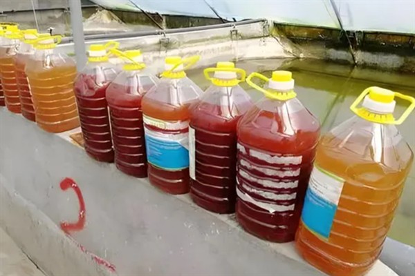 光合菌在水产养殖中有何作用,能起到改良水质、预防疾病等效果