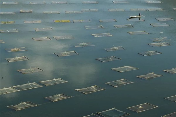 光合菌在水产养殖中有何作用,能起到改良水质、预防疾病等效果