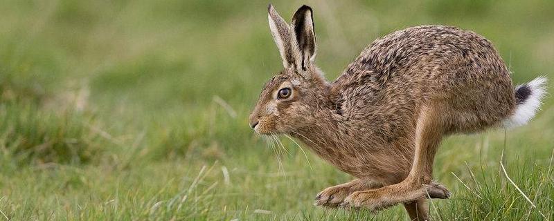 野兔的活动时间,从黄昏开始整夜都会活动