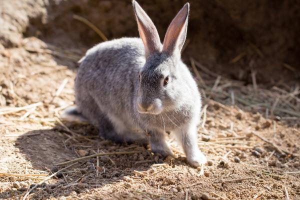 野兔的活动时间，从黄昏开始整夜都会活动