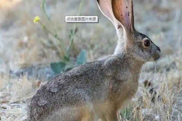 野兔的活动时间，从黄昏开始整夜都会活动
