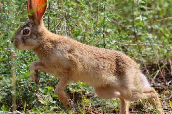 野兔的活动时间，从黄昏开始整夜都会活动