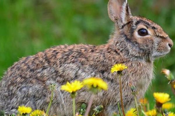 野兔的活动时间，从黄昏开始整夜都会活动