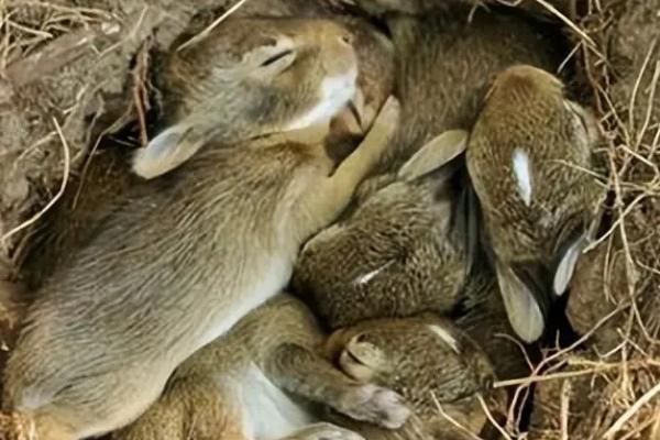 野兔的活动时间，从黄昏开始整夜都会活动